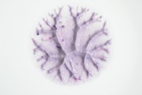 /album/galleria-foto-homepage/dsc-0550-jpg/